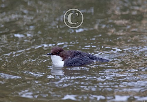 Black Bellied Dipper DM1737